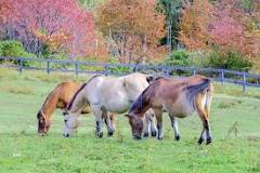 are-there-wild-horses-in-japan