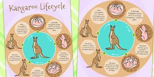 Kangaroo Life Cycle Poster Lifecycles Life Cycle Display