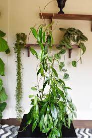 Trellis Plants Indoor Climbing Plants