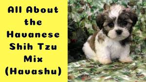 Use the search tool below and browse adoptable havaneses! Havanese Shih Tzu Mix Puppies For Sale Off 71 Www Usushimd Com