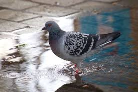 Are Pigeons Vermin Mj Backhouse Pest