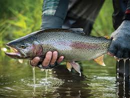 chasing wild rainbow trout on russia s