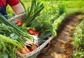 Vegetable Growing Planner Tips For