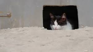 Stray Cat Looking Out Of Basement Hole