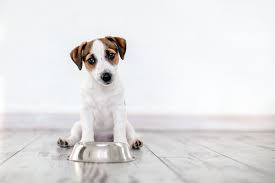 best dog food for picky eaters uk 2023