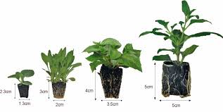 Plug Plants Size Guide Brookside Nursery