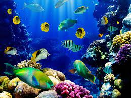 live aquarium fish fish background