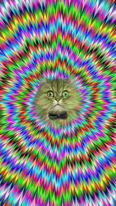 Iphone 5 Wallpaper Fun Cat 640x1136