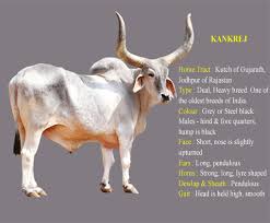 Image result for indian cow doing cow stretch
