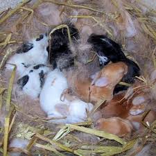 Rabbit Reproduction Basics Lafebervet