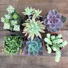 succulent plants 10 best types tips
