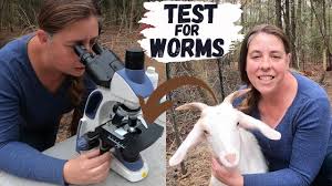 goats or sheep for worms