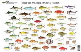 Standard Map Fc001 Gulf Of Mexico Fish Chart