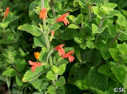 Satureja (Clinopodium) mimuloides | California Flora Nursery
