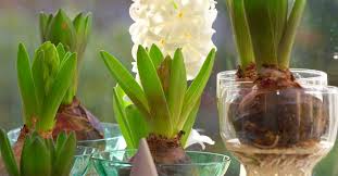 They should be a little soft to the touch, and can come in many different shapes. How To Force Garden Bulbs Indoors