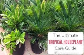 Tropical Houseplant Care Complete