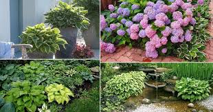 landscaping with hostas