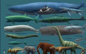Blue Whale Size Chart Pictures On Animal Picture Society