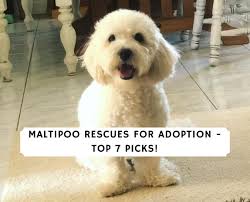 That's why we select the most superior bloodlines and treat everybody as one. Maltipoo Rescues For Adoption Top 7 Picks 2021 We Love Doodles