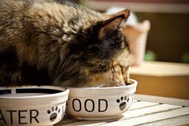 11 easy homemade cat food recipes for