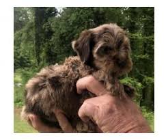 We are about an hour north of indianapolis and 2 hours south of chicago. 2 Male Cockapoo Puppies For Sale In Eau Claire Wisconsin Puppies For Sale Near Me