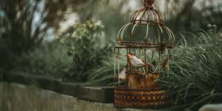 caged bird by maya angelou poem