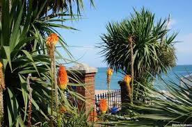 Tips For Planting A Coastal Garden