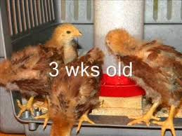Chicks Growth In Pics_0001 Wmv Youtube