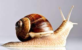 snail facts for kids lovetoknow