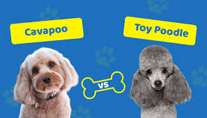 cavapoo vs toy poodle which one