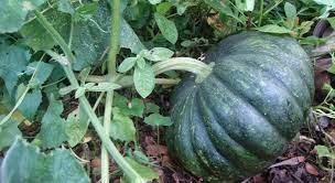 squash farming how to plant and grow