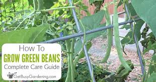 Growing Green Beans The Complete How