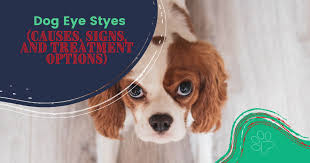 dog eye styes causes signs and