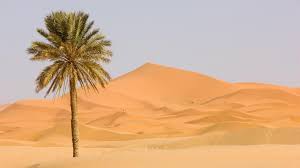 The area or environment where an organism or ecological community normally lives or occurs: Deserts Habitat Definition Location Animals Plants Trees To Plant Deserts Of The World Desert Plants
