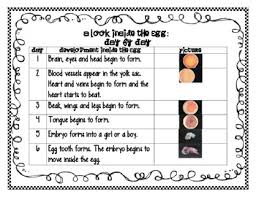 Embryology A Look Inside The Egg Day By Day