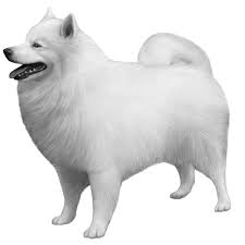 american eskimo dogs dog breed info