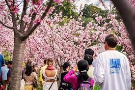 cherry blossom season returns to