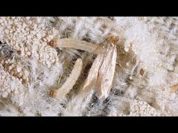 clothes moth on a wool rug