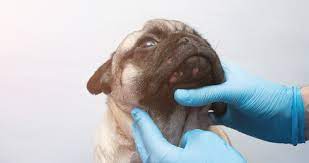 what is canine acne signs care guide