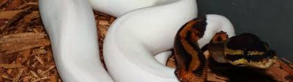 albino ball python extraordinary