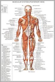 Muscle Diagram Anatomy System Human Body Anatomy Diagram
