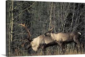 Endangered Woodland Caribou Bull And A Cow Southern Yukon Canada Large Solid Faced Canvas Wall Art Print Great Big Canvas