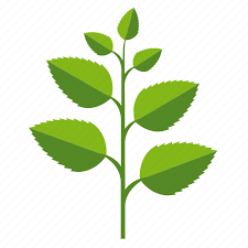 Food Herb Ingredients Leaves Mint