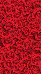 red rose fresh rose flowers wallpaper