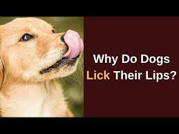 why do dogs lick their lips and what