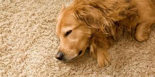 why do dogs scratch the carpet