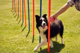 create your own dog obstacle course on