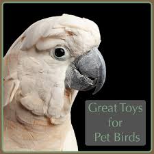 toy for your pet birds