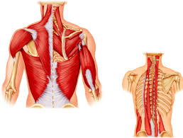 The muscular system is an organ system consisting of skeletal, smooth and cardiac muscles. Ch 8 Muscles Upper Back Actions Diagram Quizlet