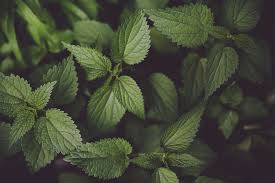 stinging nettle benefits and nutrition